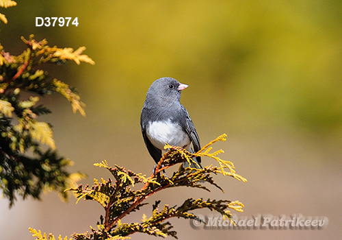 Dark-eyed Junco (Junco hyemalis)
